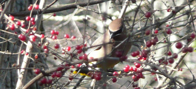 cedar waxwing