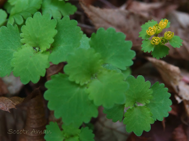 Chrysosplenium pilosum