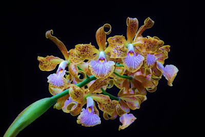 Cattleya velutina - Velvety Cattleya care