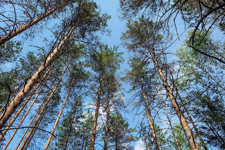 Rusia, Negara Kaya dengan Hutan Paling Luas di Dunia