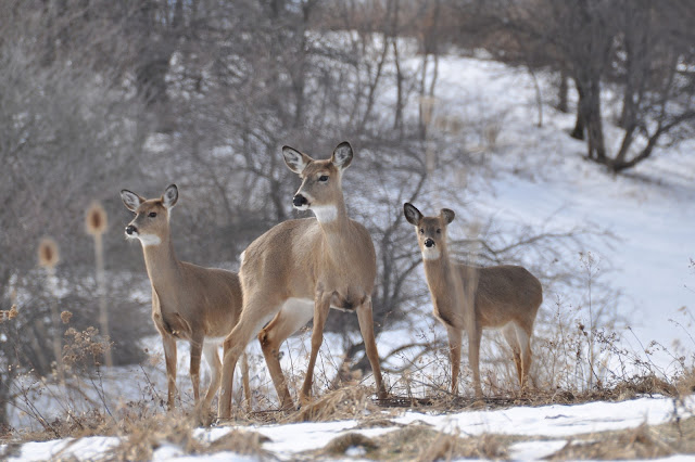 Three Deer standing in snow