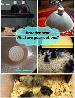 How to heat a chick brooder