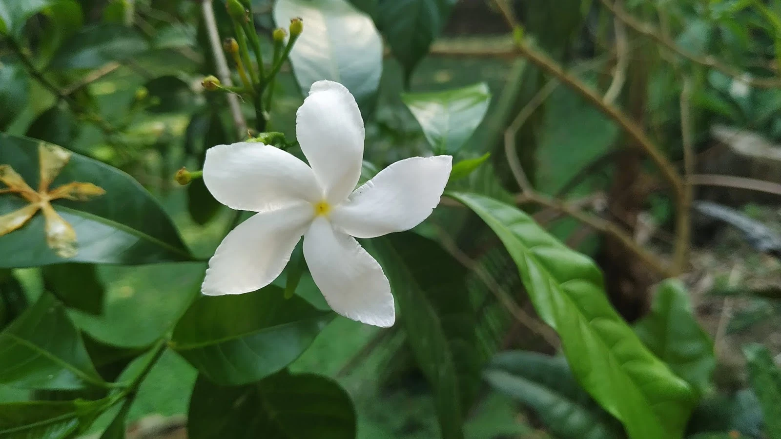 Natural Garden White Flower  