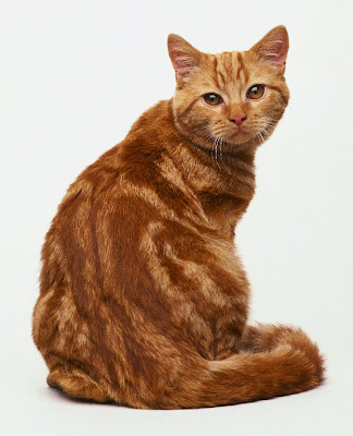 Long Hair Tabby Kitten. wa longhair cats kitten