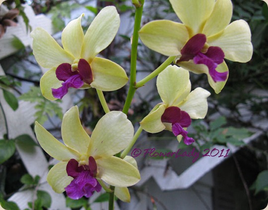 12-09-orchids