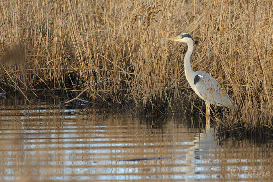 Hallhaigur, Ardea cinerea, Grey Heron, haigur