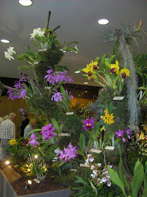 Cattleya orchids, flowering group mounted on tree branch in the exhibition area