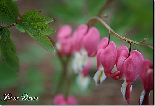 BleedingHeart2_Pink
