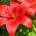 My Asiatic Lily Flowers