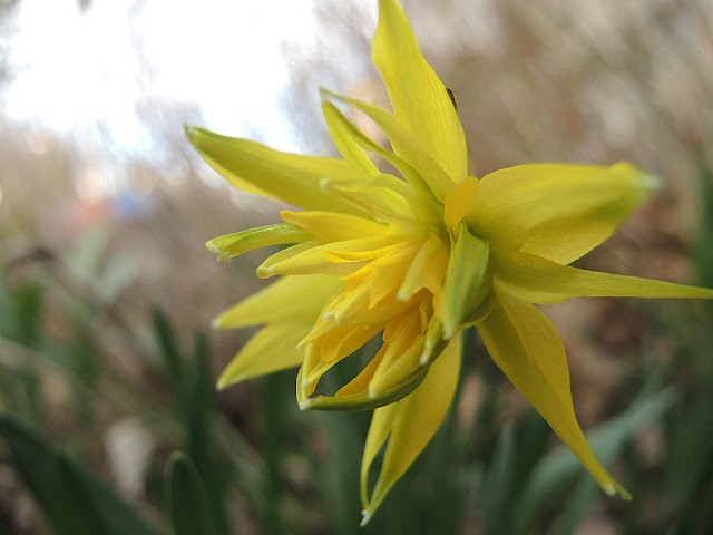 In mijn tuintje: lente!