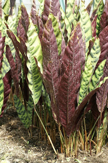 Calathée à feuilles lancéolées - Calathea lancifolia - Calathea insignis 