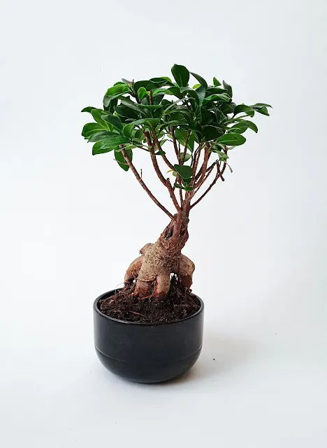 Korean Ginseng's Uses