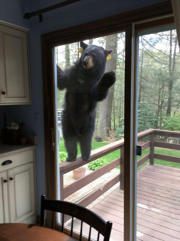 40 Heartwarming Pictures Of Animals - Bear Smells Brownies, Tries To Get Inside