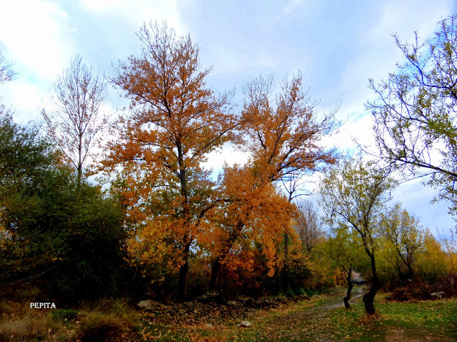 Otoño,Chopos