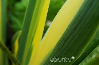 Ubuntu Nature wallpaper