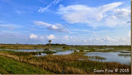 Viera Wetlands (53)