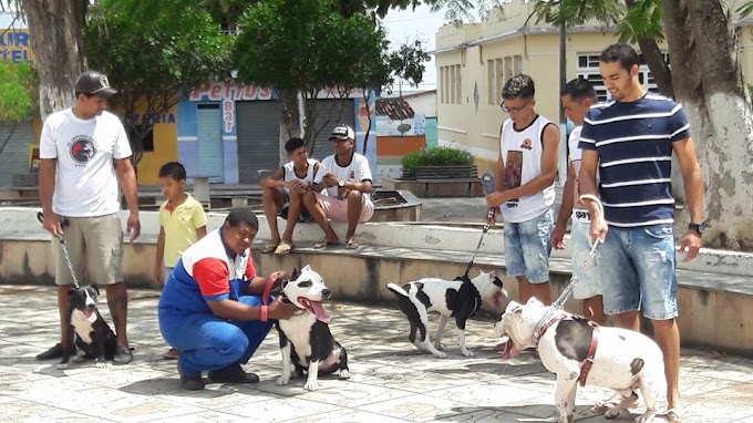 1º Encontro de Pit Bulls é realizado em Mairi 