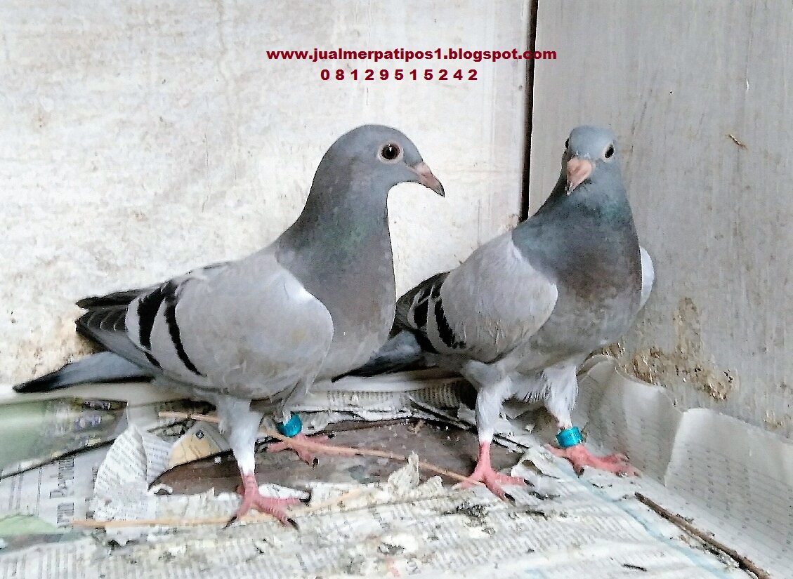 Jual Merpati Pos (Racing Pigeon): Solusi mendapatkan Merpati Pos murah berkualitas