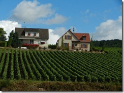 005 beautiful grapes growing