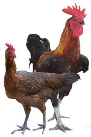 D'Antara sembilan Akal: Ayam haiwan paling popular?