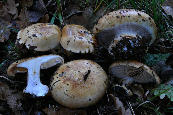 Cortinarius rapaceus