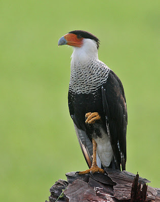 Crested+Caracara+facts