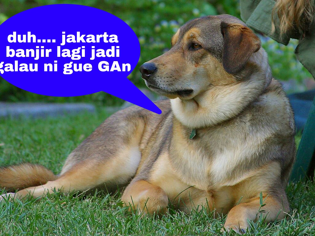 Gambar Dan Kata Kata Lucu Anjing Stok Gambar Lucu