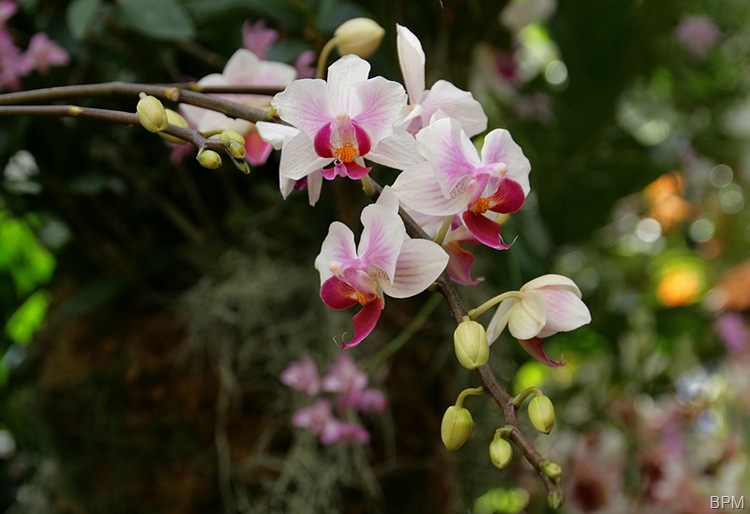 ORCHIDE