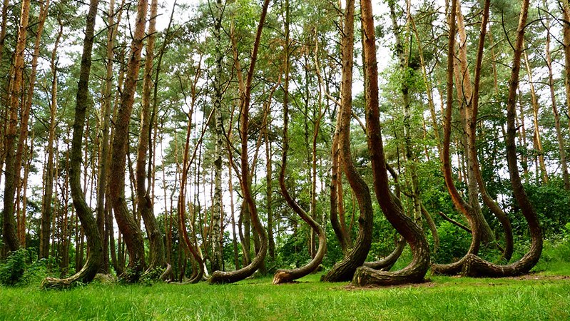 crooked forest; bent trees; weird trees; eerie forest; wynthrope forest; crooked trees; poland forest; poland forest; crooked bush; j-shaped trees; curved trees; poland crooked forest; curved tree; shaped trees; forest pine; crooked forest in poland; hoia baciu forest bent trees; weird forest; bent trees in the forest; forest pine trees; weird shaped trees; trees growing sideways; trees in poland; bent trees in the woods; odd shaped trees; forests in poland; curved tree forest;