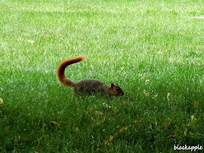 Day trip to Indiana_squirrel golden tail_by black apple