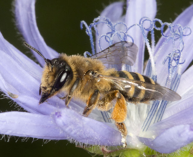 Bee, Andrena flavipes, tonguing a grain of pollen on chicory, Cichorium intybus.  Jubilee Country Park, 1 July 2011.