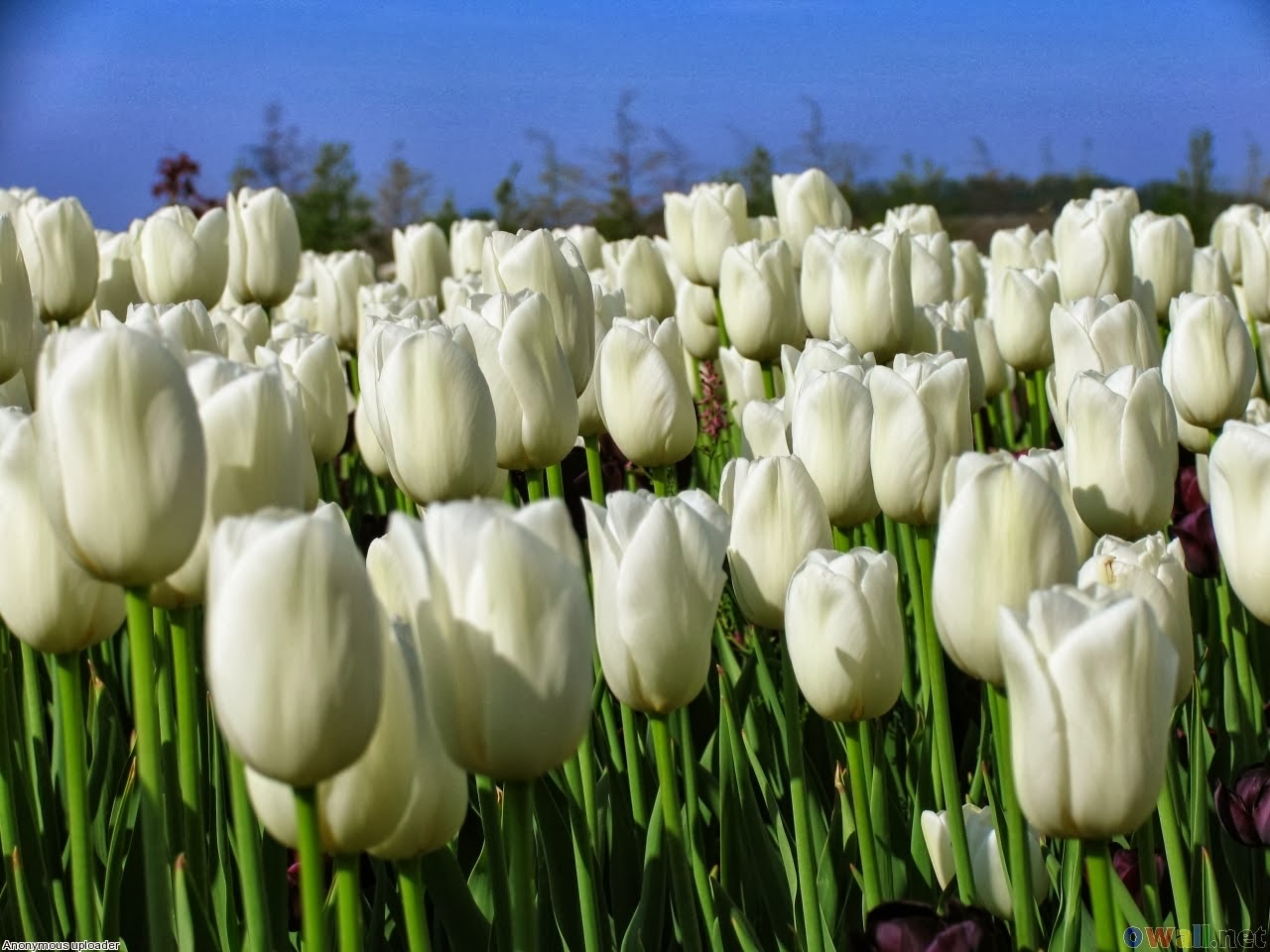 Eleletsitz Tulip Putih Wallpaper Images