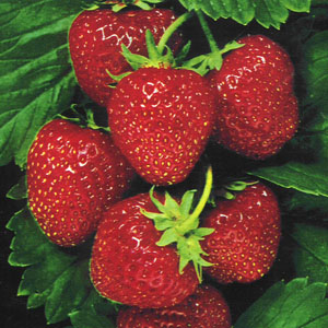 Beauty Strawberry Plant 