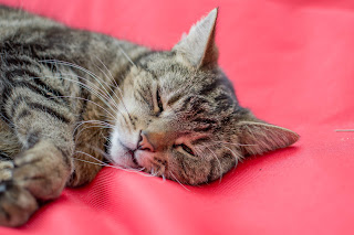 Cat sleeping on Couch