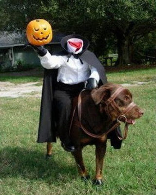 Crazy Halloween Costume for Dog Seen On www.coolpicturegallery.us