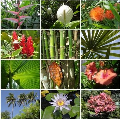 Jenis Tumbuhan atau Flora Di Indonesia Bagian Tengah 
