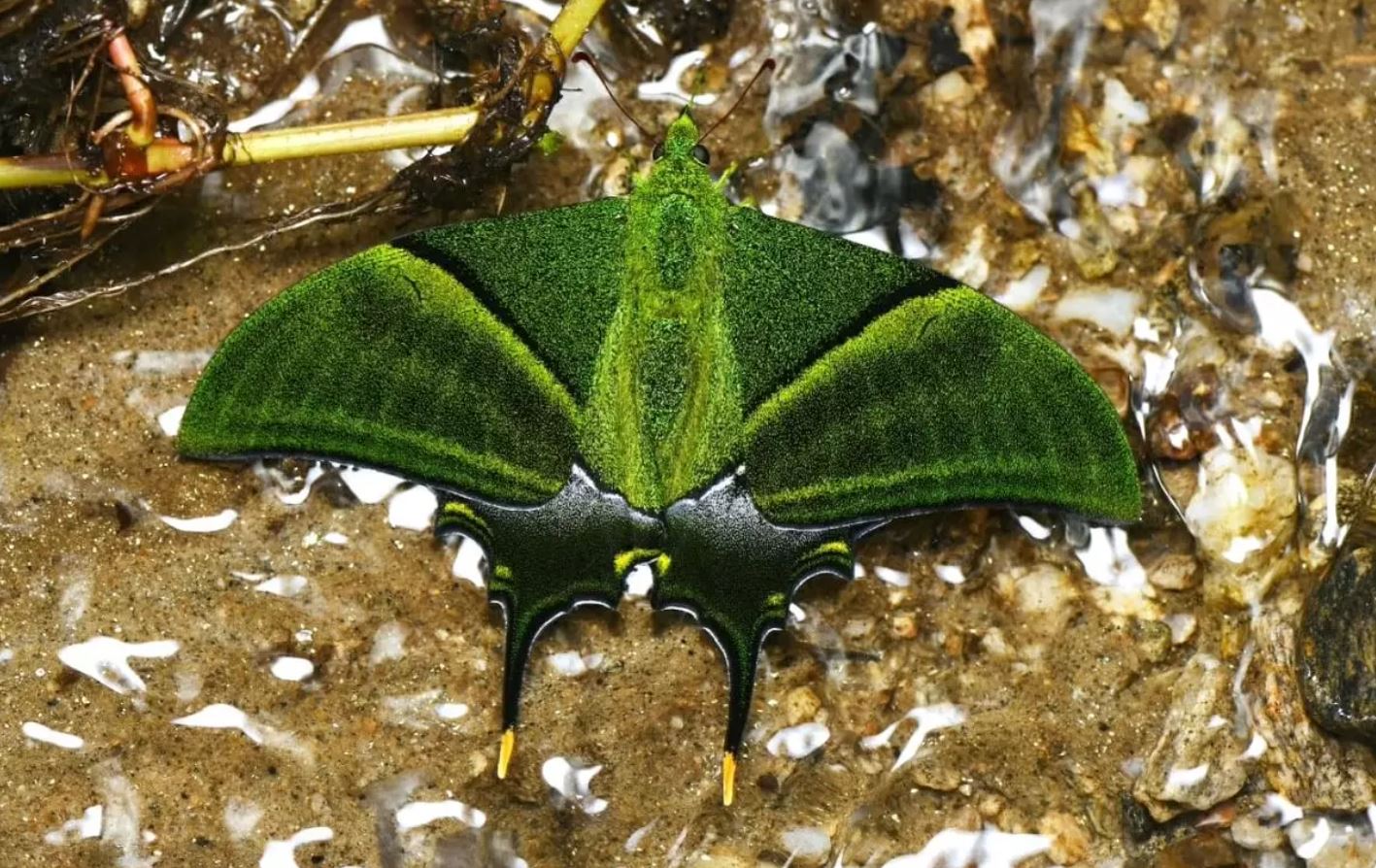 Teinopalpus imperialis (Hindistan İmparatoru) (Kaiser-i-Hind). Şimdi gezegende var olan 20 binden fazla örneğin bir parçası olan 10 nadir kelebek türünden bahsedeceğiz.