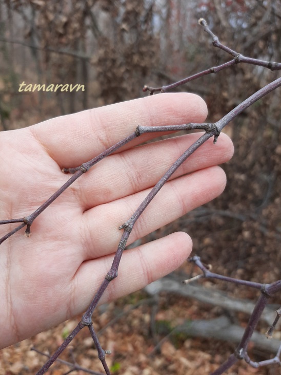 Клён ложнозибольдов (Acer pseudosieboldianum)