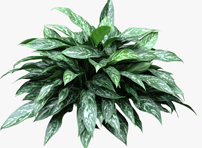 Aglaonema Green Lady care