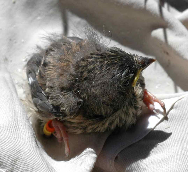 Feeding Baby Wild Birds