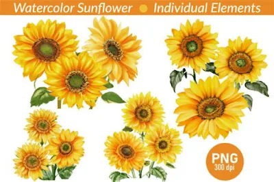 Watercolor Realistic Sunflower Clipart