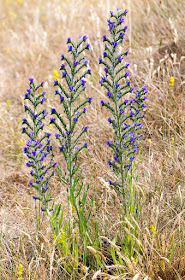 Viper's Bugloss, Echium vulgare.   Sandwich Bay, 4 July 2015.