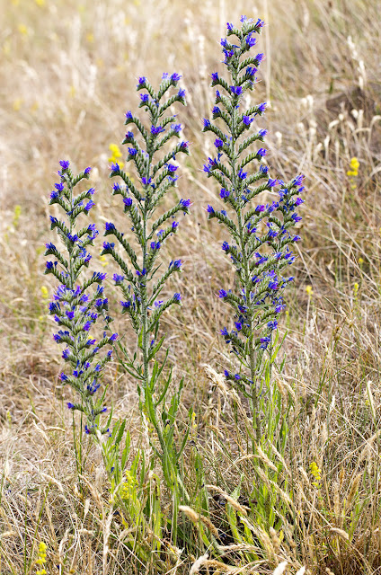 Viper's Bugloss, Echium vulgare.   Sandwich Bay, 4 July 2015.