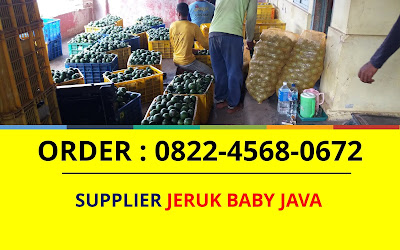 Agen Jeruk Baby Sidoarjo, Jual Jeruk Baby Sidoarjo, Distributor Jeruk Baby Sidoarjo, Supplier Jeruk Baby Sidoarjo, Grosir Jeruk Baby Sidoarjo, Penjual Jeruk Baby Sidoarjo