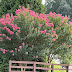 Plant of the Week---Crape Myrtle