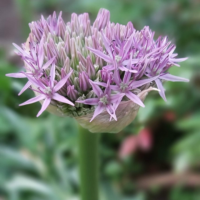 In mijn tuintjes: Meimaand bloemenmaand