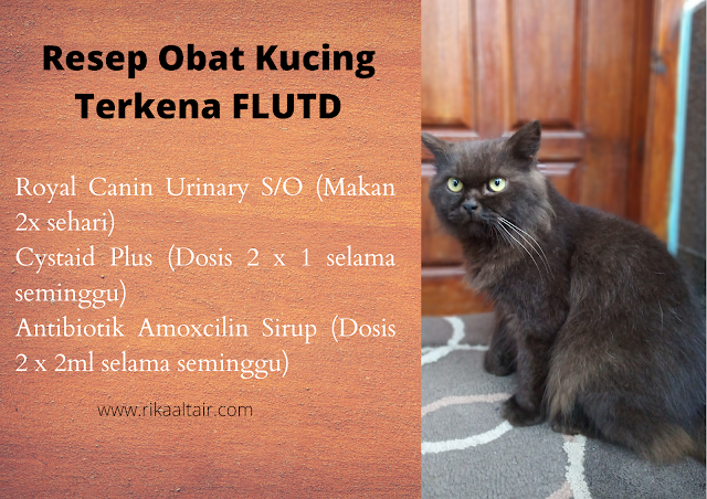 resep obat FLUTD kucing