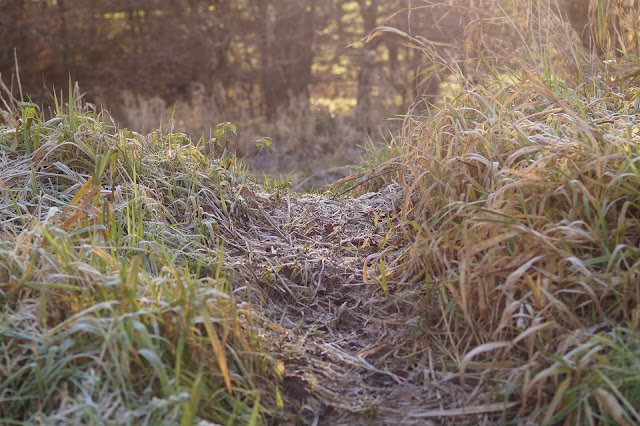 Cold frosty winter mornings in Norfolk countryside