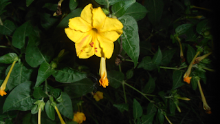 Yellow colored Four o'clock flower