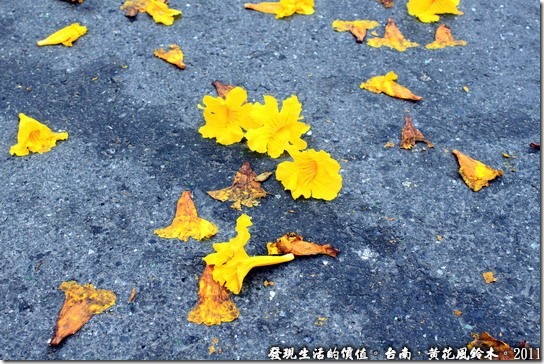 黃花風鈴木14